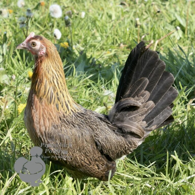 Chickens For Sale and Hens For Sale | Buy Hens & Poultry UK