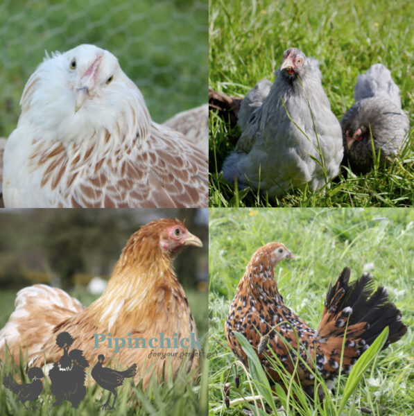 Pekin Bantam Chickens for Sale | Pekin Breeders, Various Colours | UK