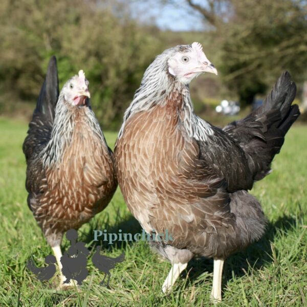 Hybrid Leghorn Silver Duckwing