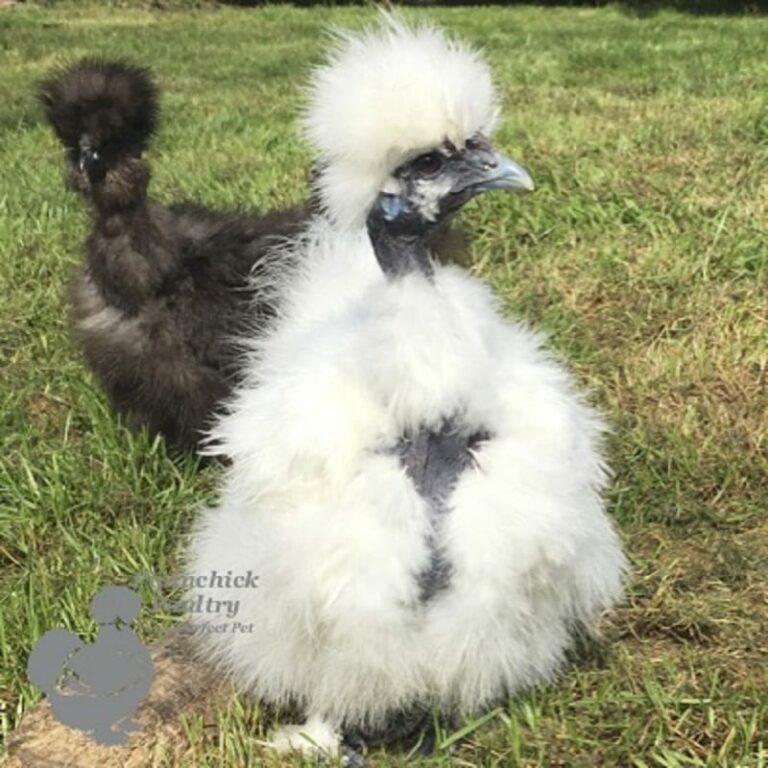 Showgirl Silkies for Sale | Buy Show Girl Silkie Chickens Online | UK