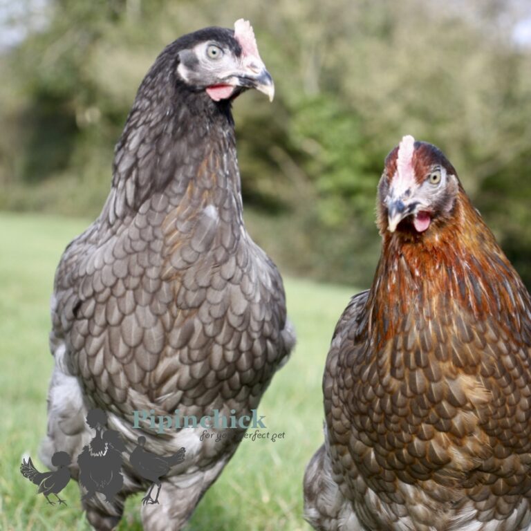 Bluebell Hybrid Laying Chicken | Buy Pipinchick Hens Online UK