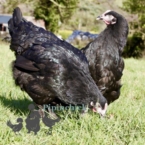 Devon Bronze Laying Chickens Buy Devon Bronze Hens Online Uk