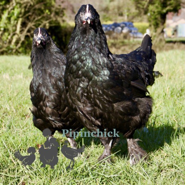 Devon Bronze Laying Chickens Buy Devon Bronze Hens Online Uk