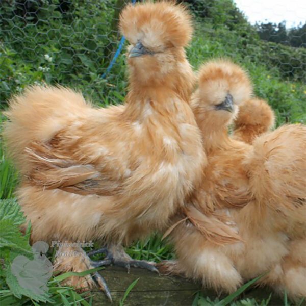 Bearded Silkies for Sale | Buy Bearded Silkies, Various Colours, Online ...