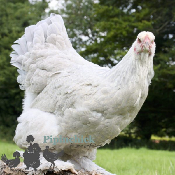 Brahma Chicken Isabella