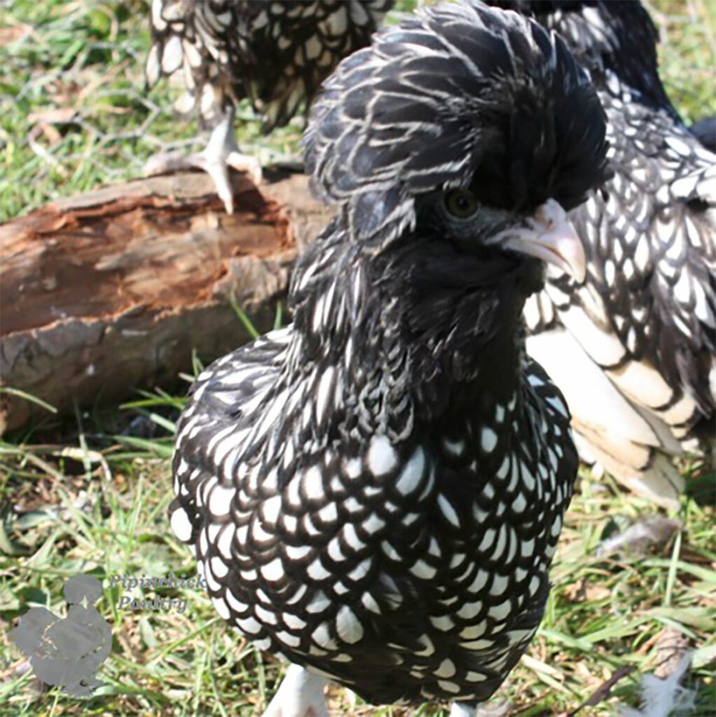 Polish Bantams for Sale | Bantam Laced & Frizzle Polish Hens | UK