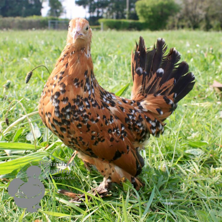 Bantam Sablepoot Chickens for Sale | Buy Booted Bantams | UK