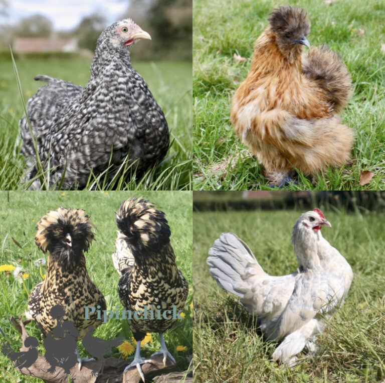 Pekin Bantam Chickens for Sale | Pekin Breeders, Various Colours | UK