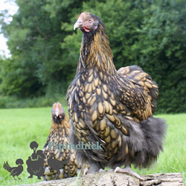 Orpington Gold Laced