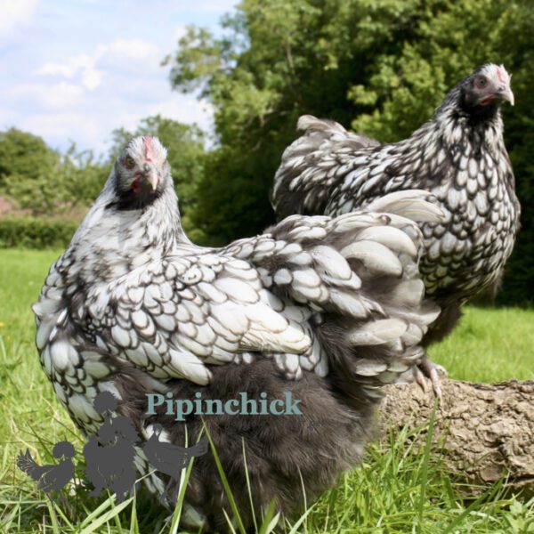 Orpington Silver Laced
